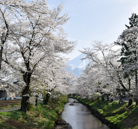 新名庄川沿いの桜