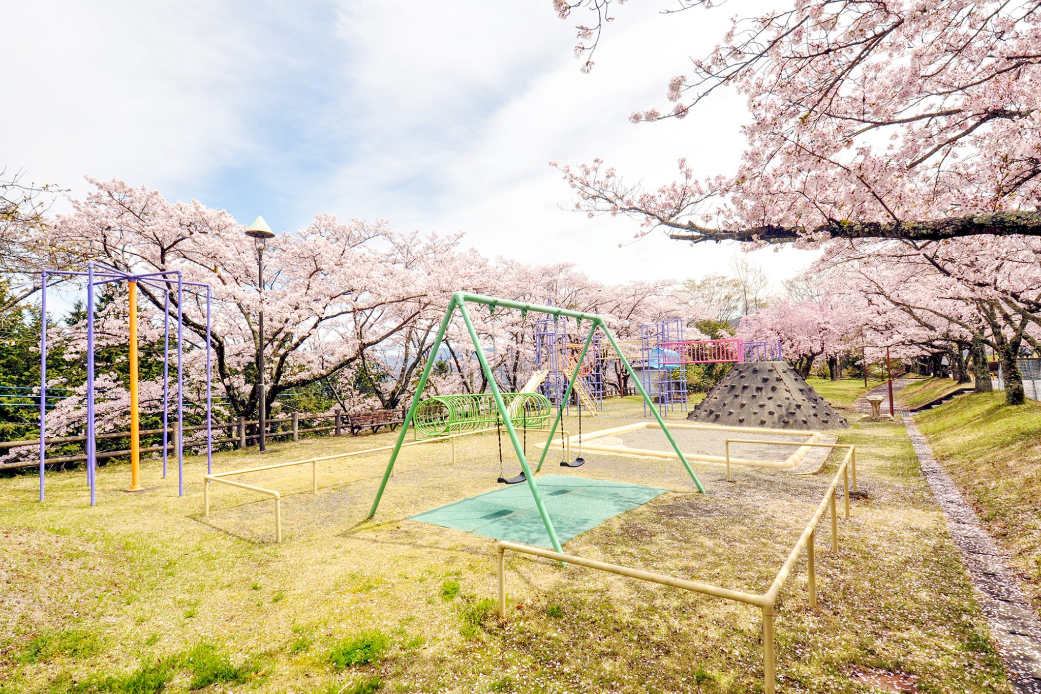 殿原スポーツ公園の桜 写真2