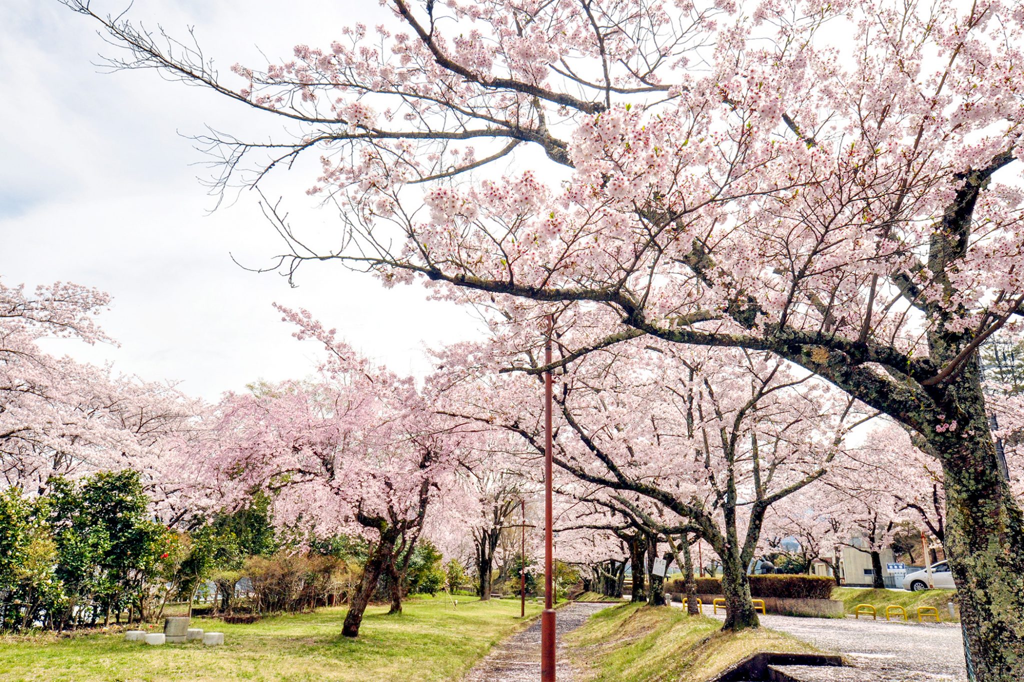 殿原スポーツ公園の桜 写真3