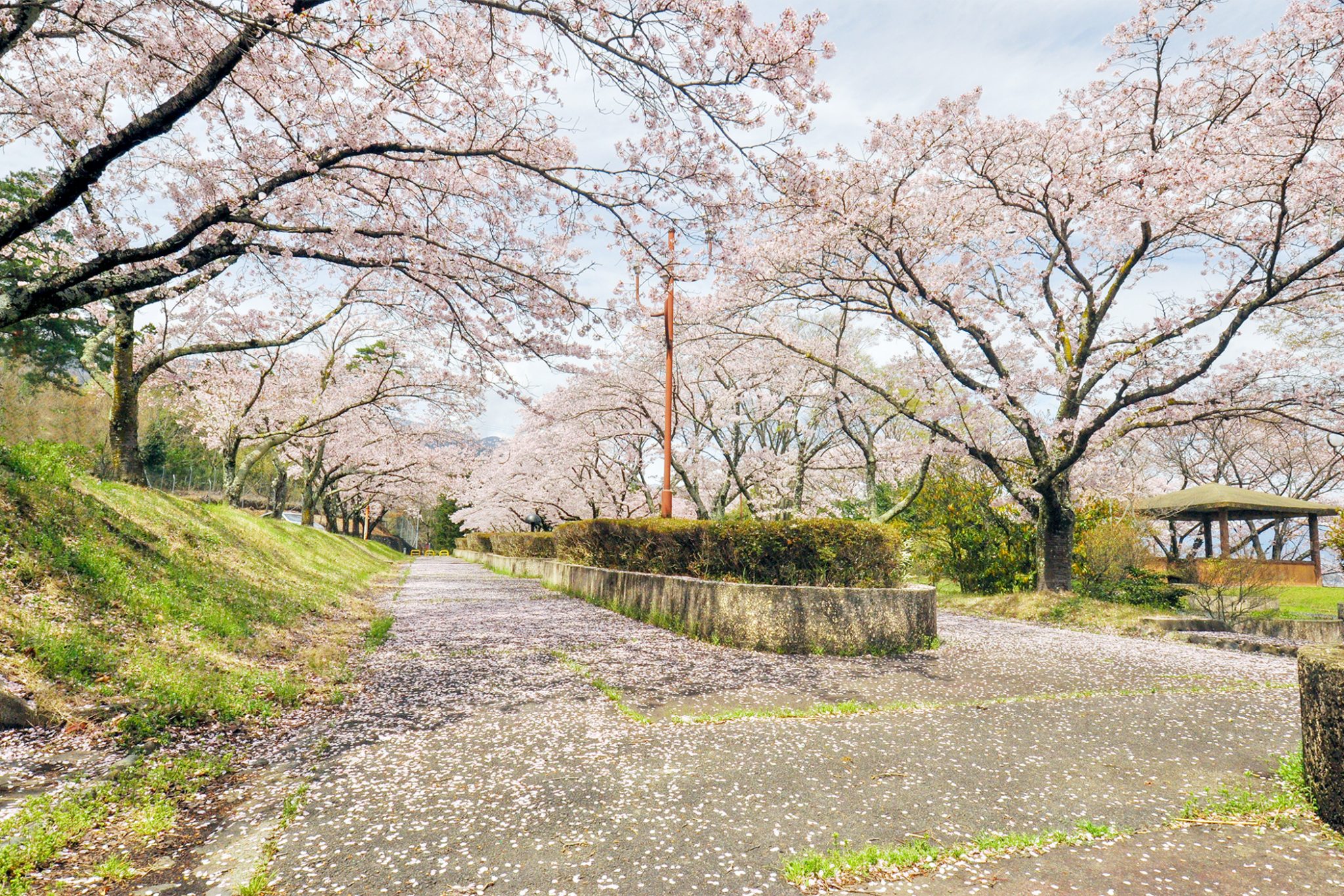 殿原スポーツ公園の桜 写真4