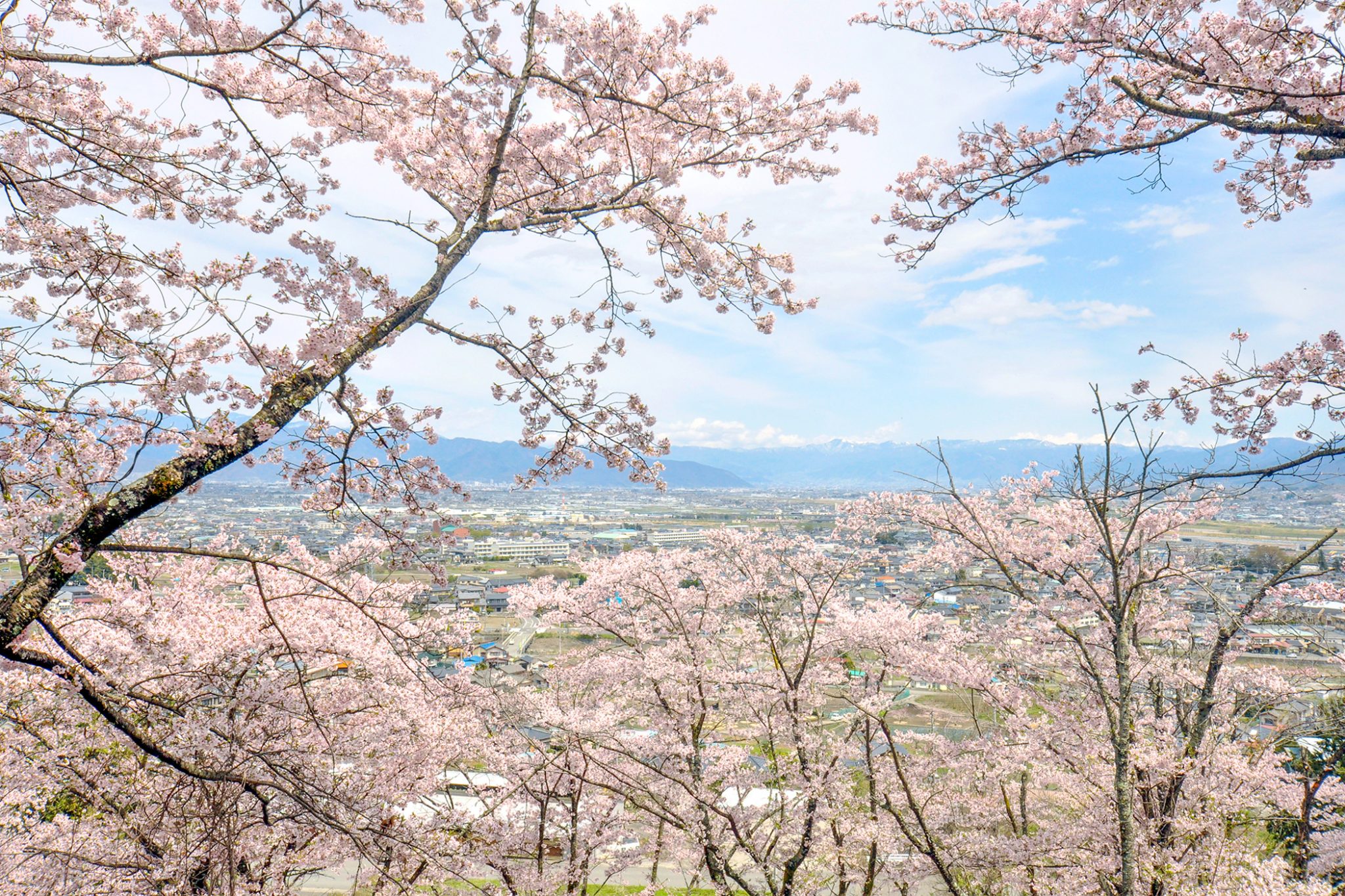 殿原スポーツ公園の桜 写真5