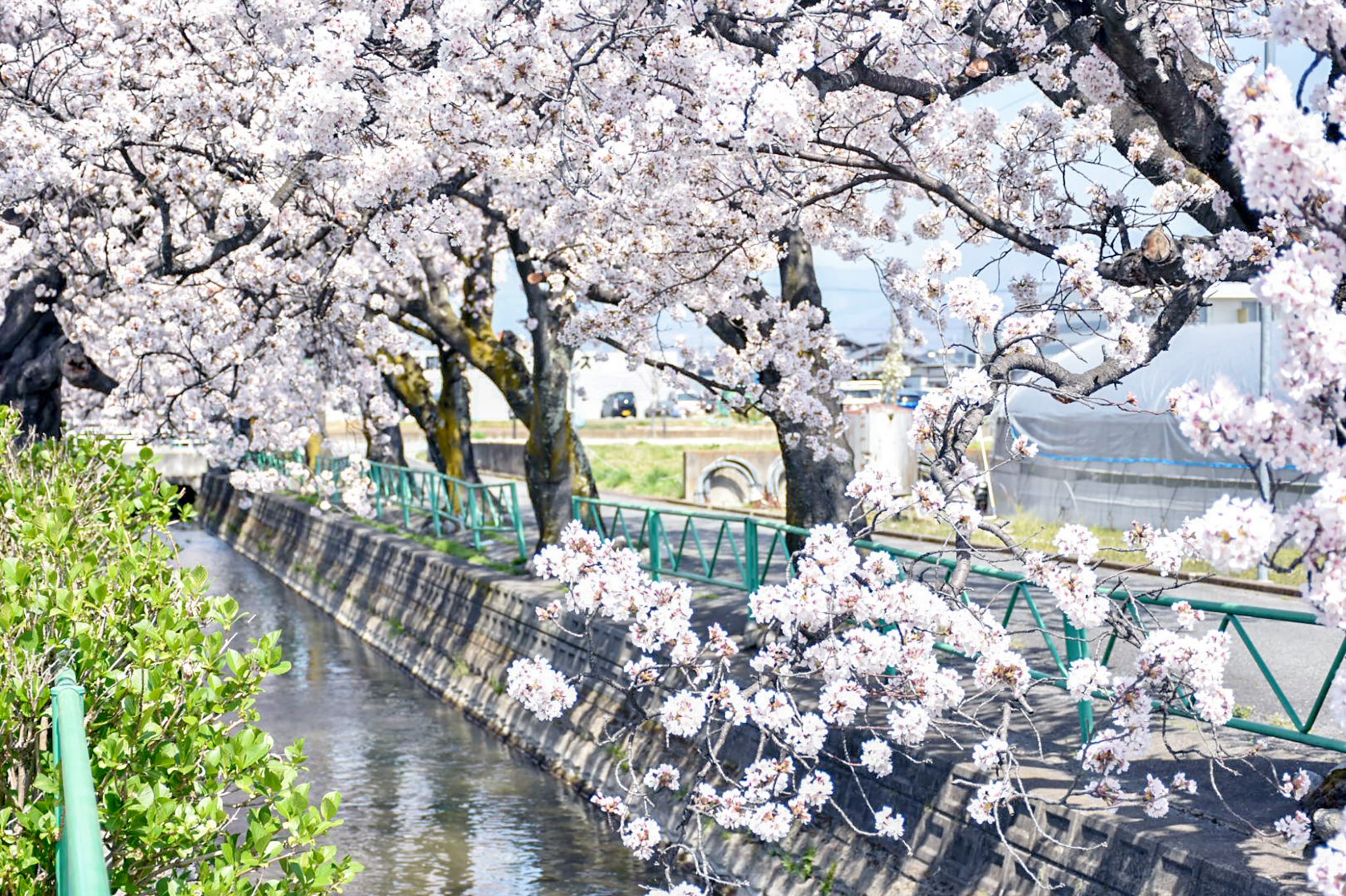 山伏川の桜並木 写真2