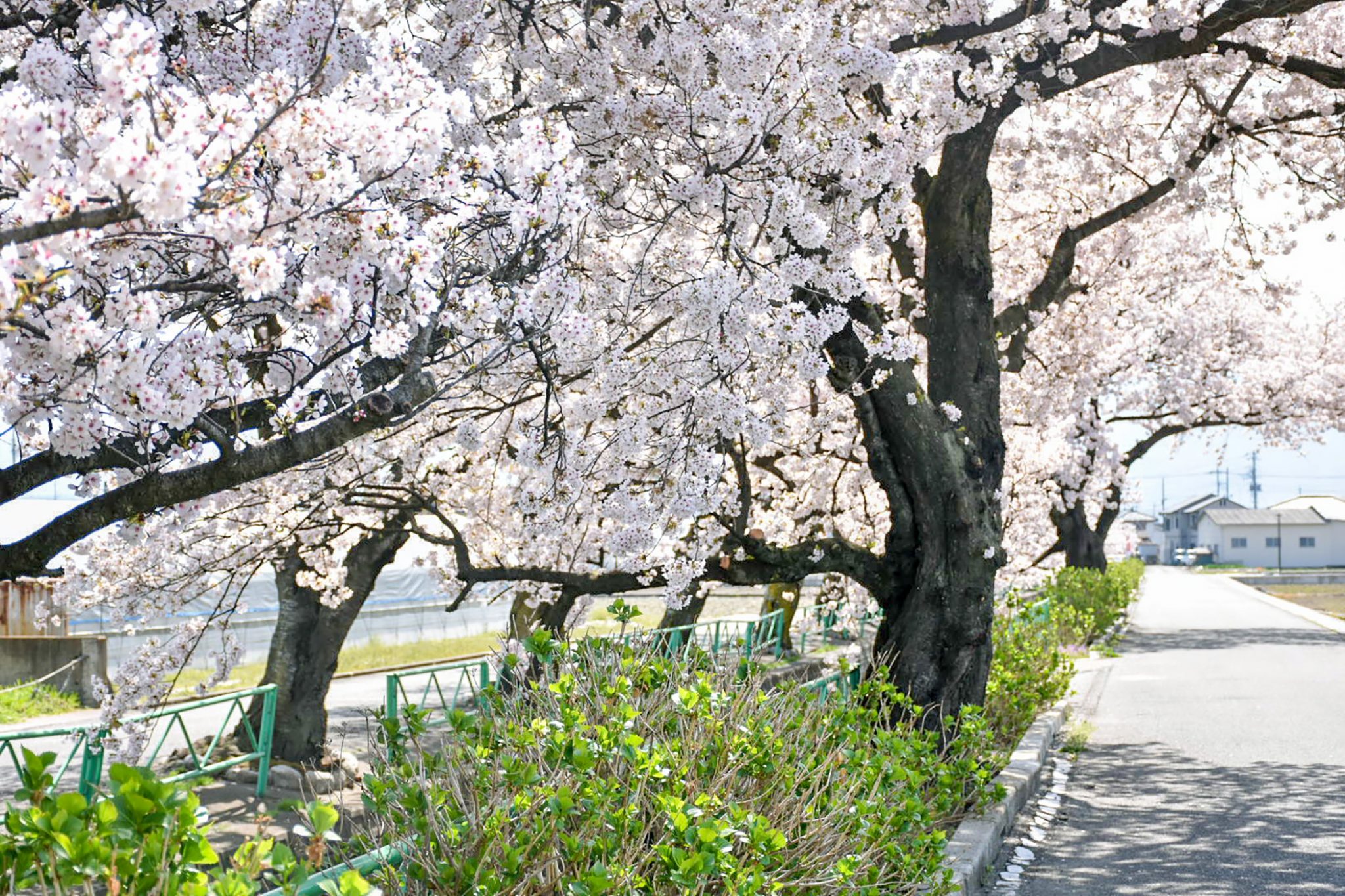山伏川の桜並木 写真3