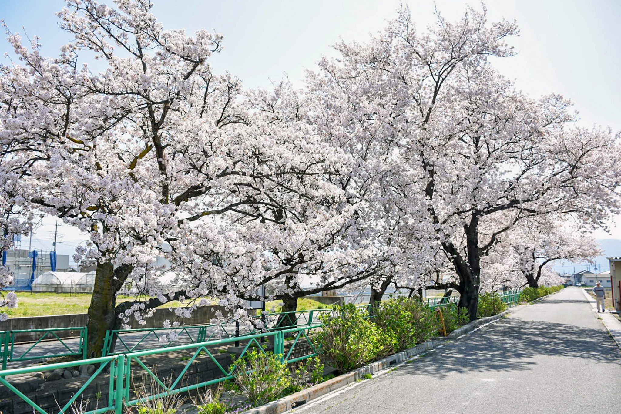 山伏川の桜並木 写真4