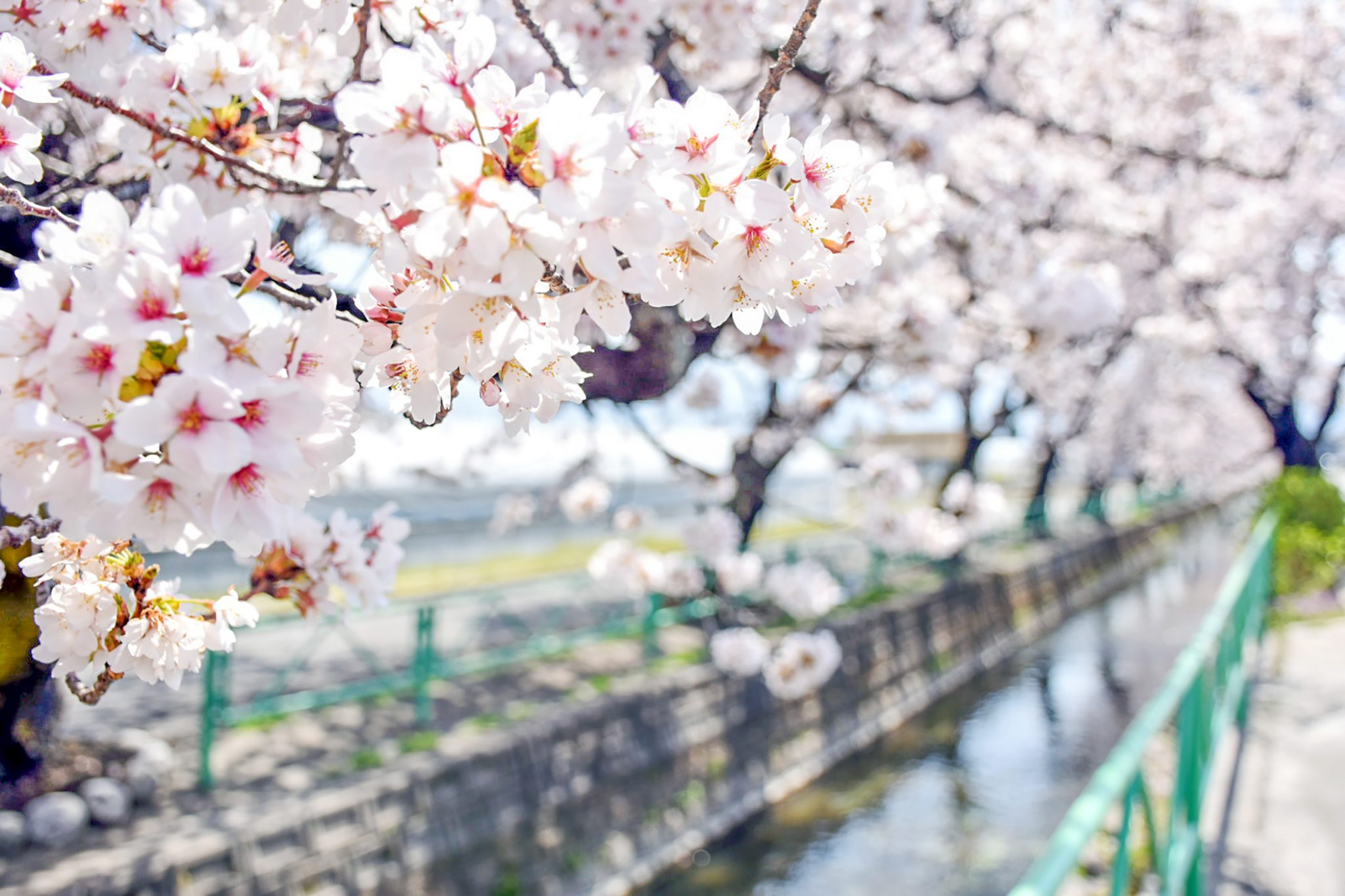 山伏川の桜並木 写真5