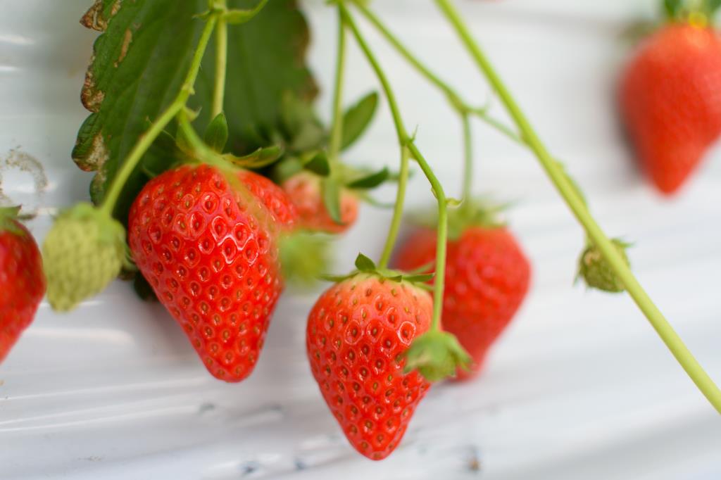 Strawberry picking Sanza Okano Orchard Yamanashi City Tourist farm / Fruit picking