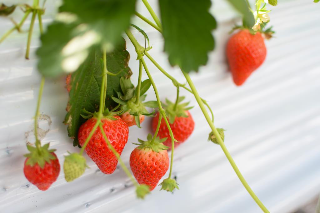 Strawberry picking Sanza Okano Orchard Yamanashi City Tourist farm / Fruit picking