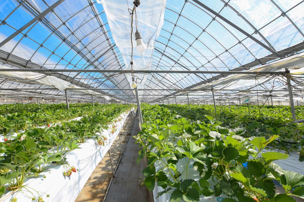 Strawberry picking Sanza Okano Orchard Yamanashi City Tourist farm / Fruit picking