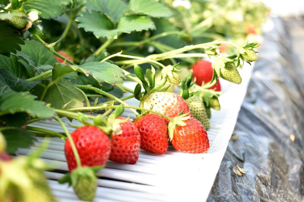 3. Kankoichigoyama Castle Garden Kofu City Tourist Farm / Fruit Picking