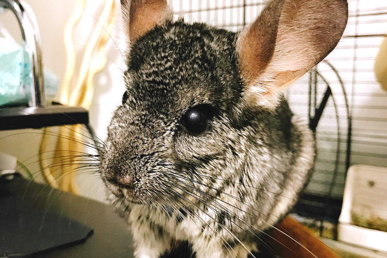 Chinchilla