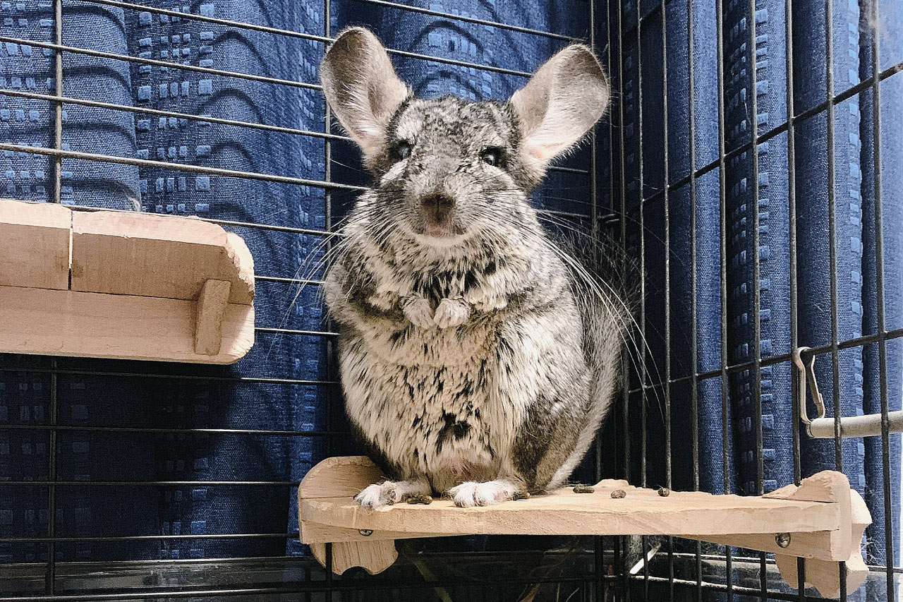 チンチラの飼育 飼い方 特徴 種類 初心者向け Porta