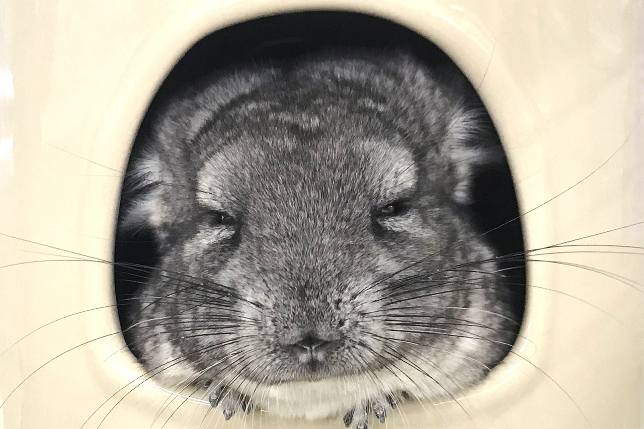 Chinchilla