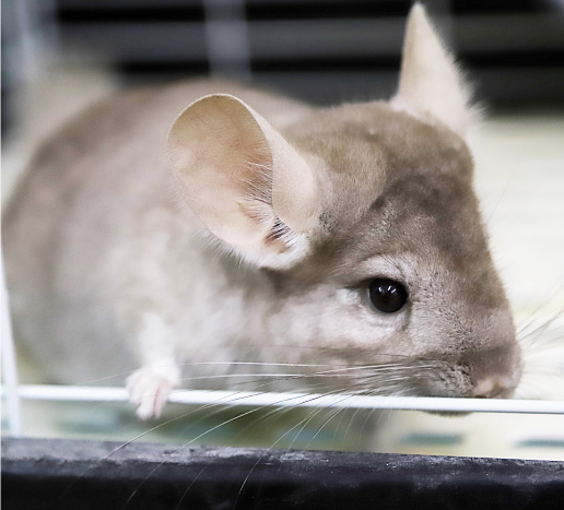 Chinchilla (cinnamon) photo