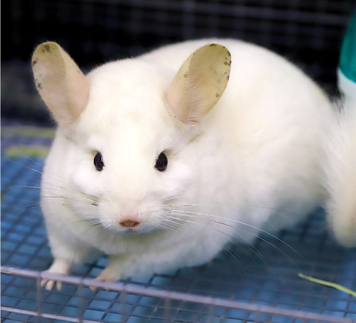 Chinchilla (Super White) Photo