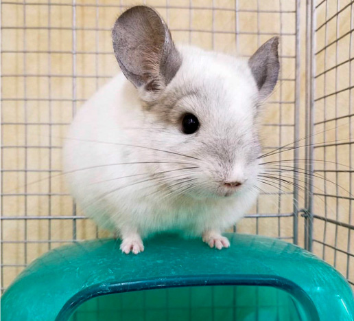 Chinchilla (Pide) Photo