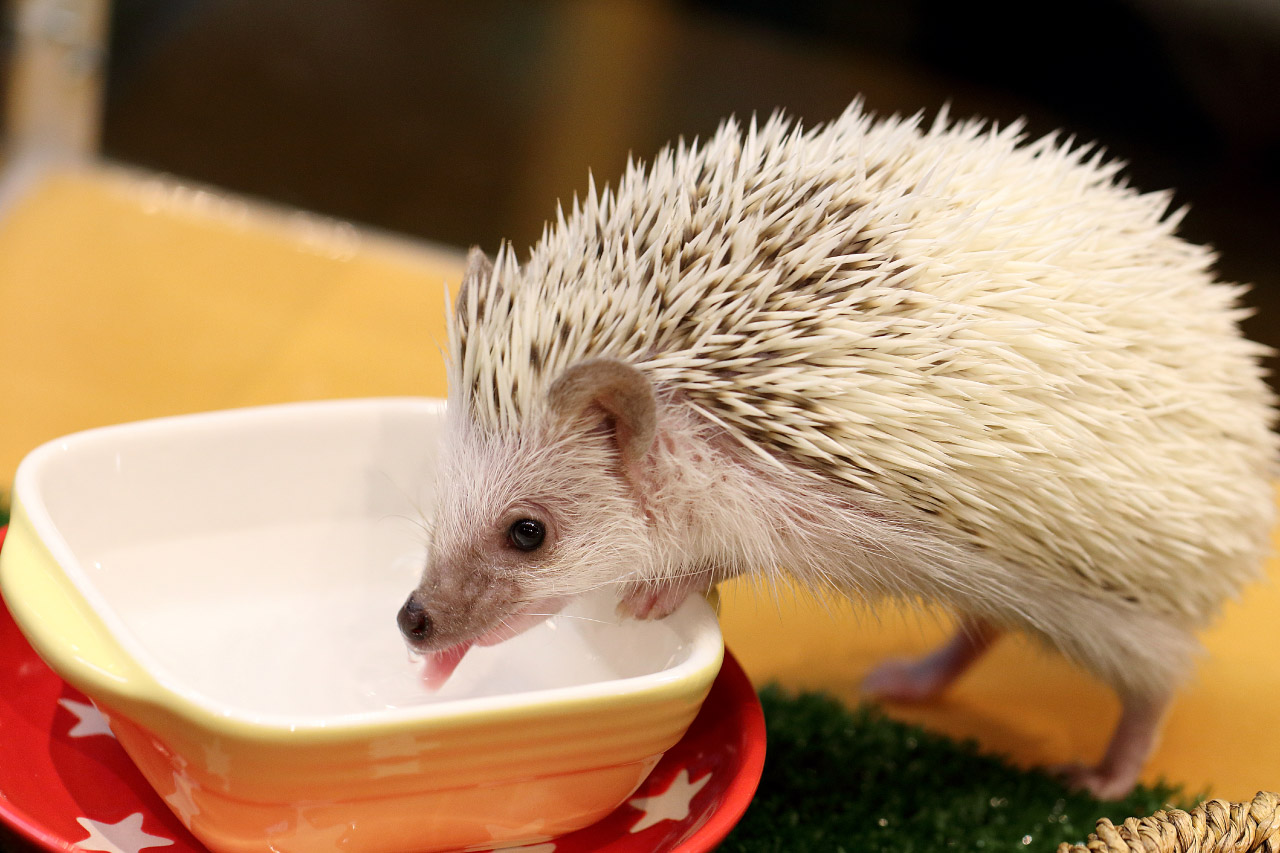 ハリネズミの飼育 飼い方 特徴 種類 初心者向け Porta