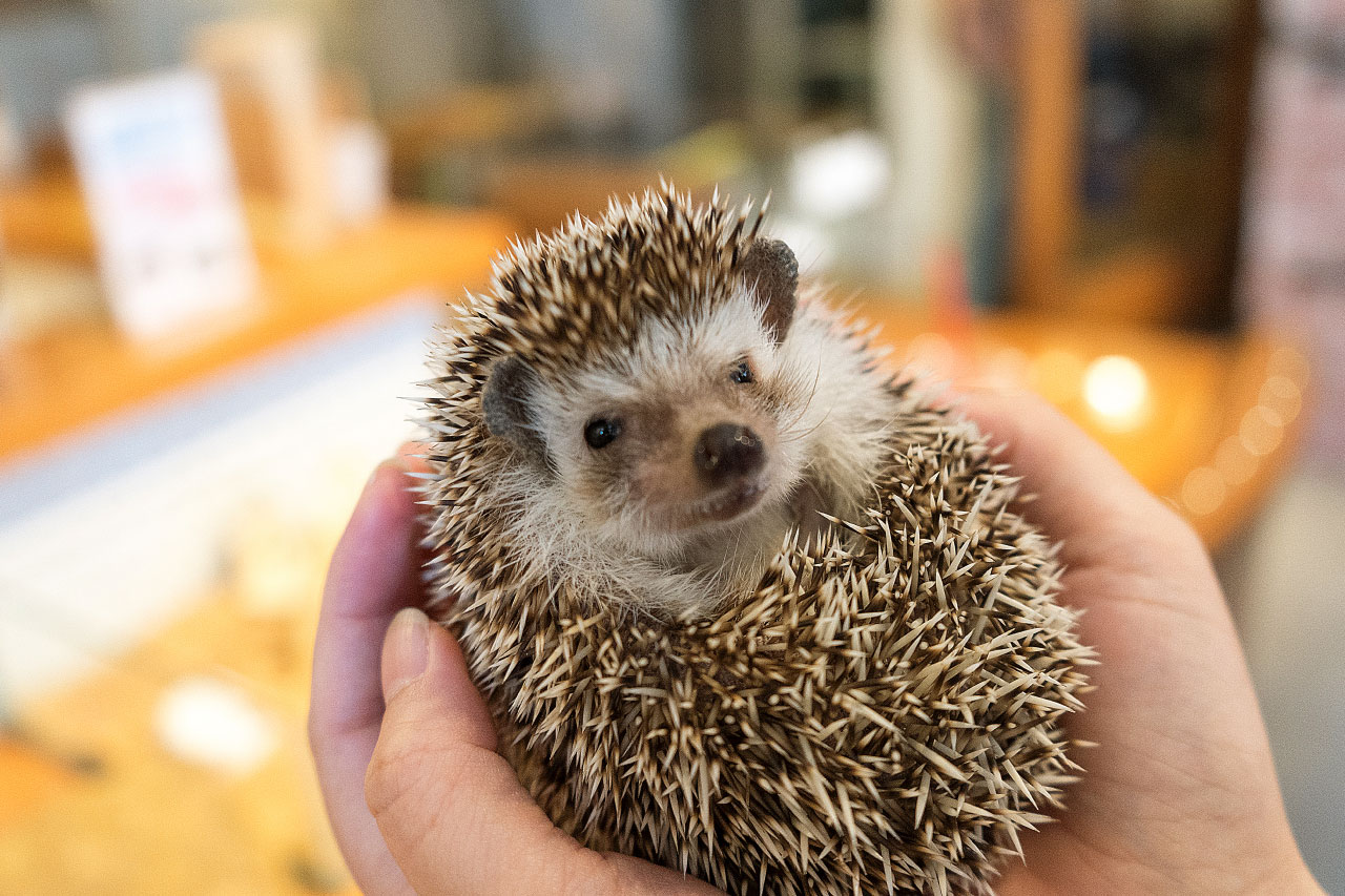 ハリネズミの飼育 飼い方 特徴 種類 初心者向け Porta