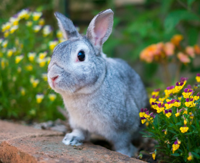 うさぎの飼育 飼い方 特徴 種類 初心者向け Porta