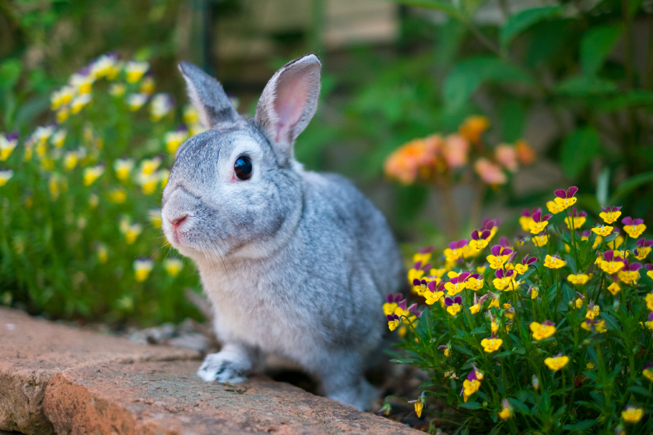 兔子的饲养方法、特性、种类～初学者～ | 与小动物宠物一起幸福生活宠物场新平和通店| PORTA
