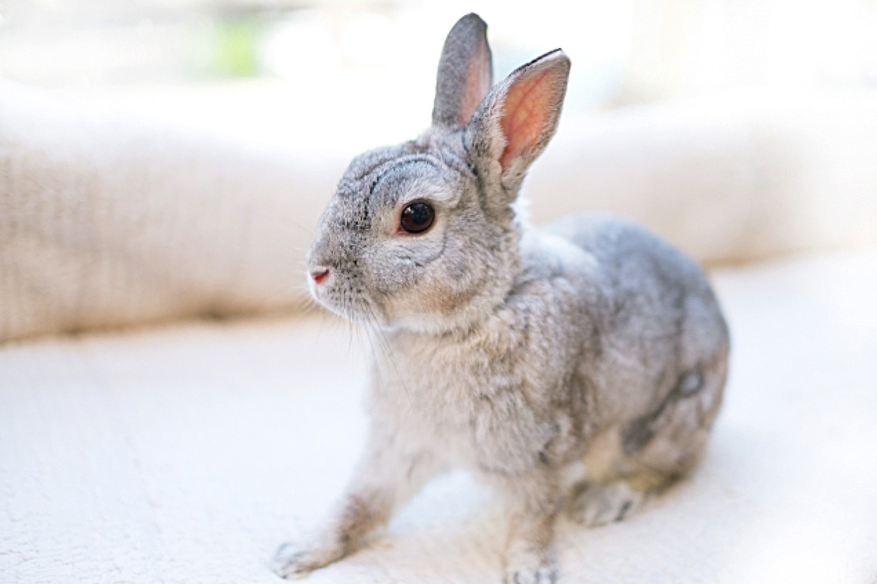 うさぎの飼育 飼い方 特徴 種類 初心者向け Porta