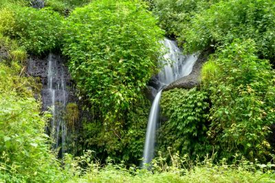 菊池わさび園 都留市 観光農園