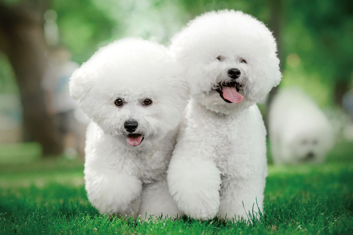 わんわんオフ会