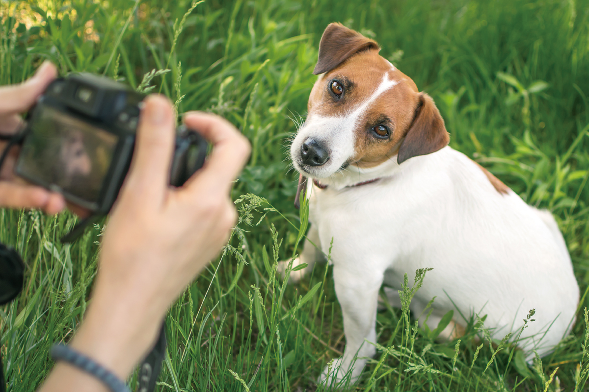 わんちゃんファッションショー＆コンテスト