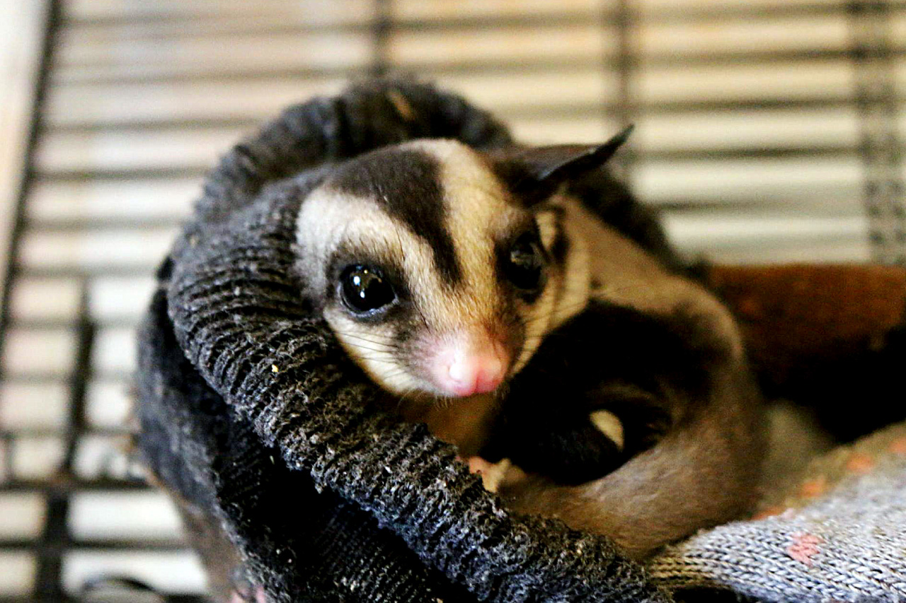 フクロモモンガの飼育 飼い方 特徴 種類 初心者向け Porta