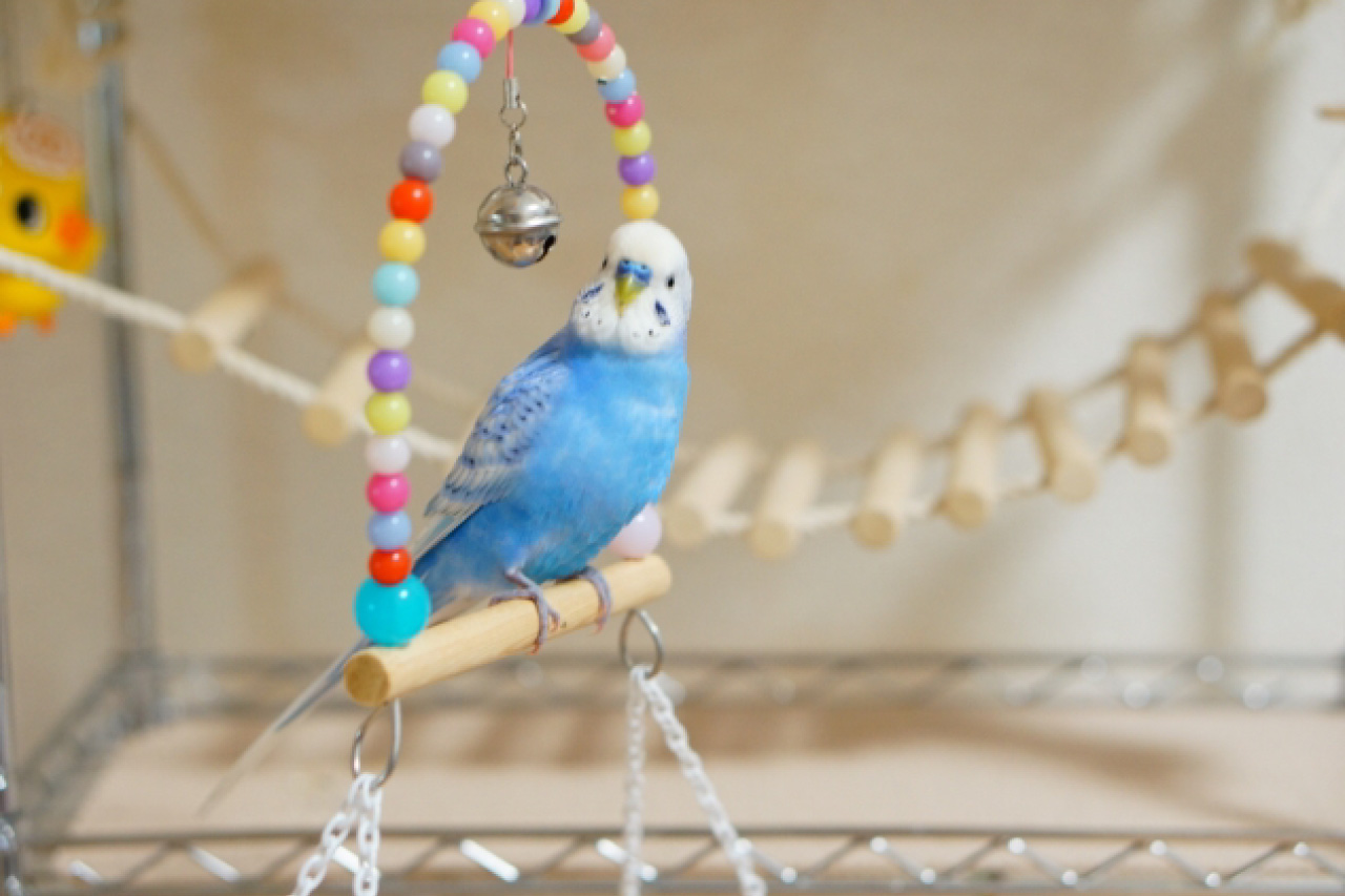 インコ を 飼う