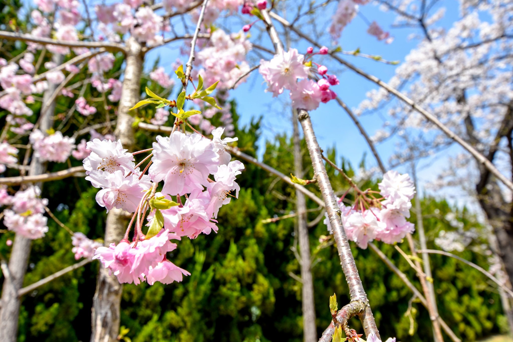 小瀬スポーツ公園の桜 写真2