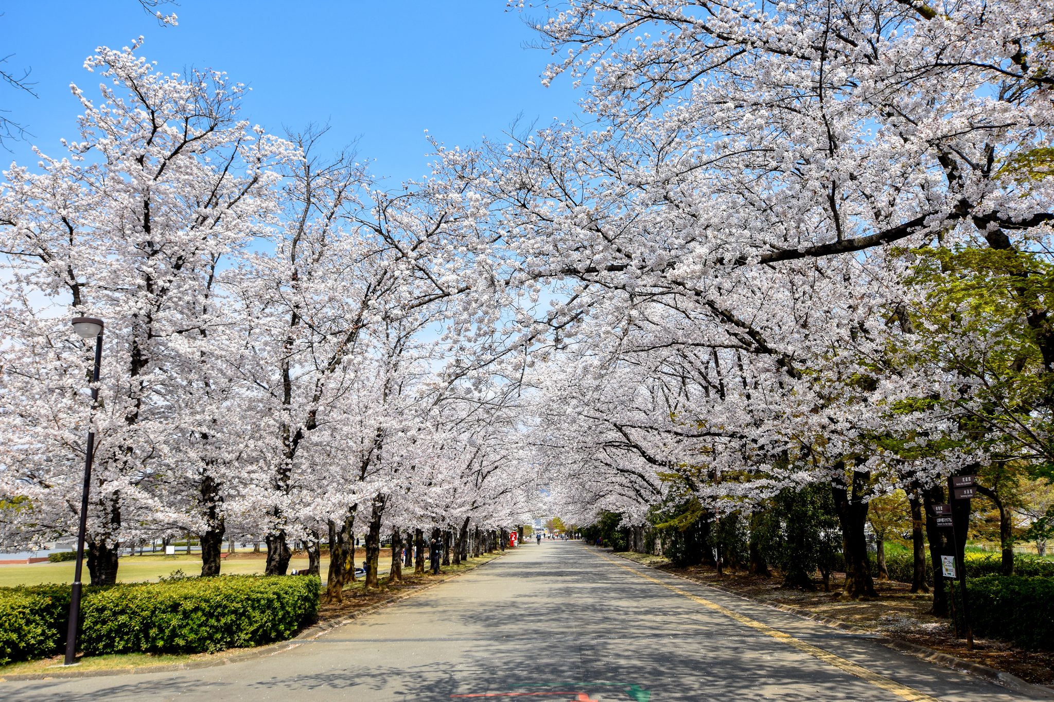 小瀬スポーツ公園の桜 写真3