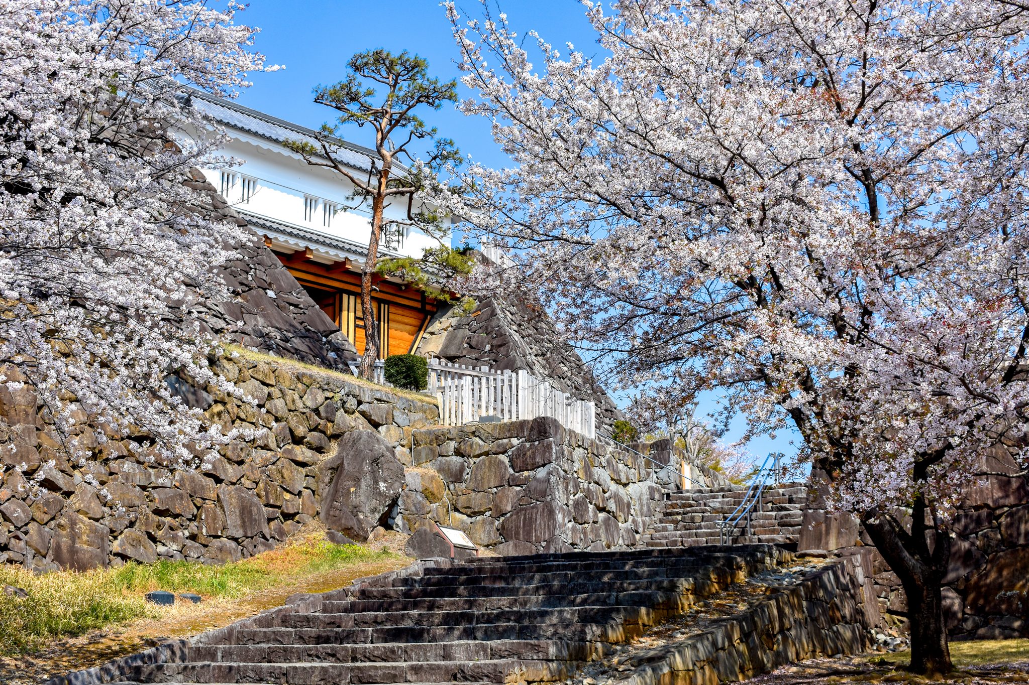 舞鶴城公園の桜 写真1