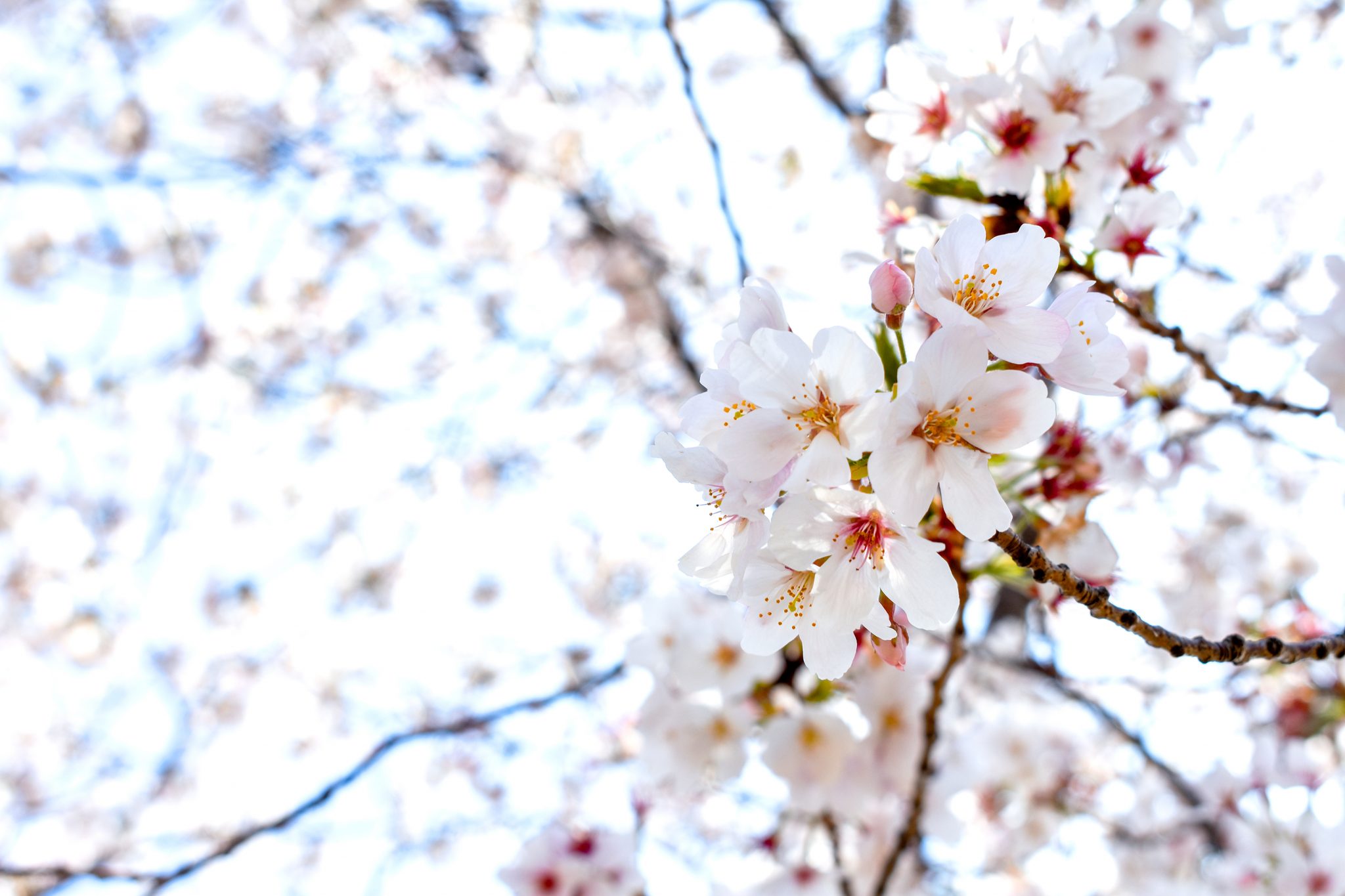 舞鶴城公園の桜 写真3