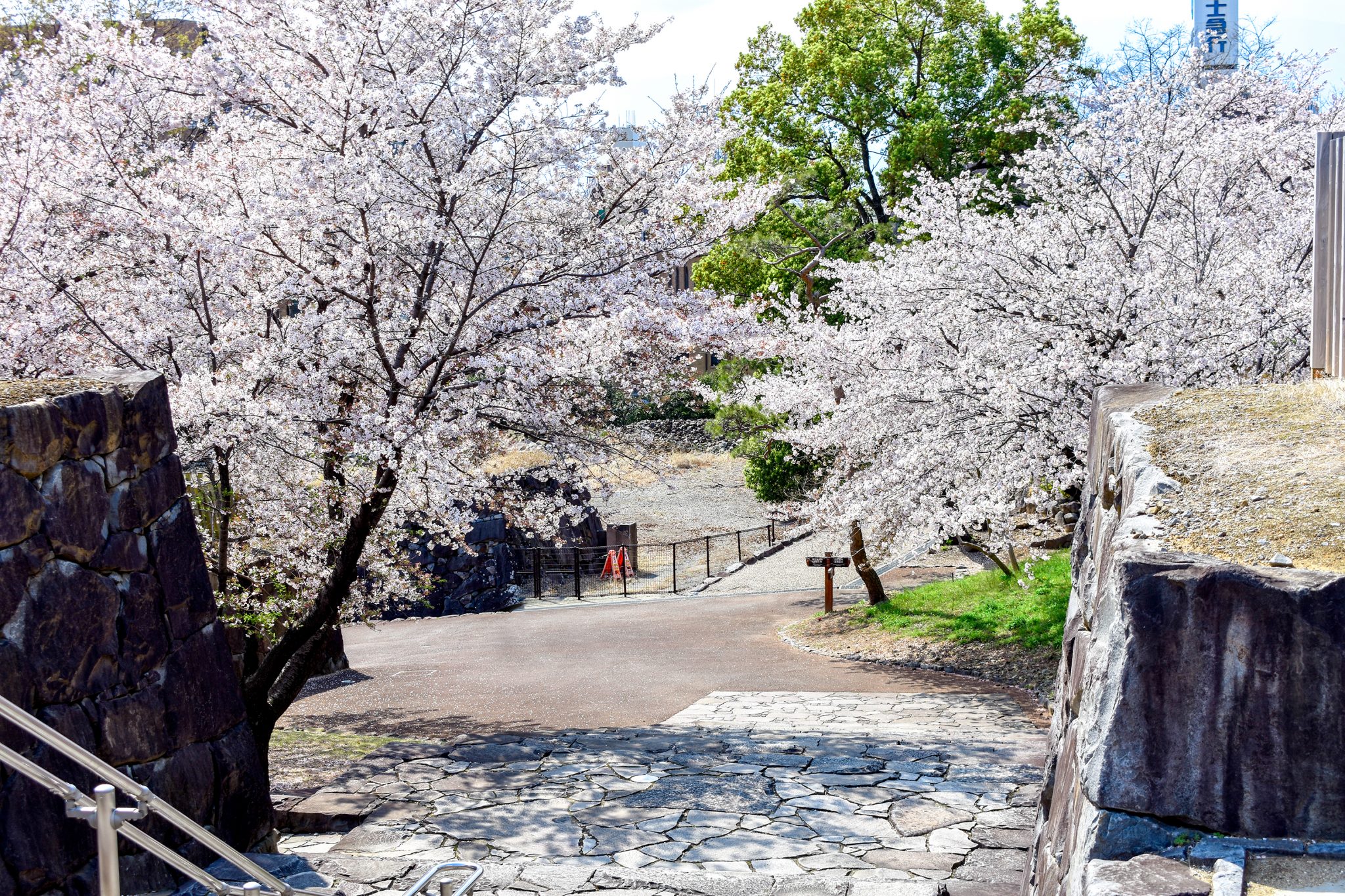 舞鶴城公園の桜 写真4