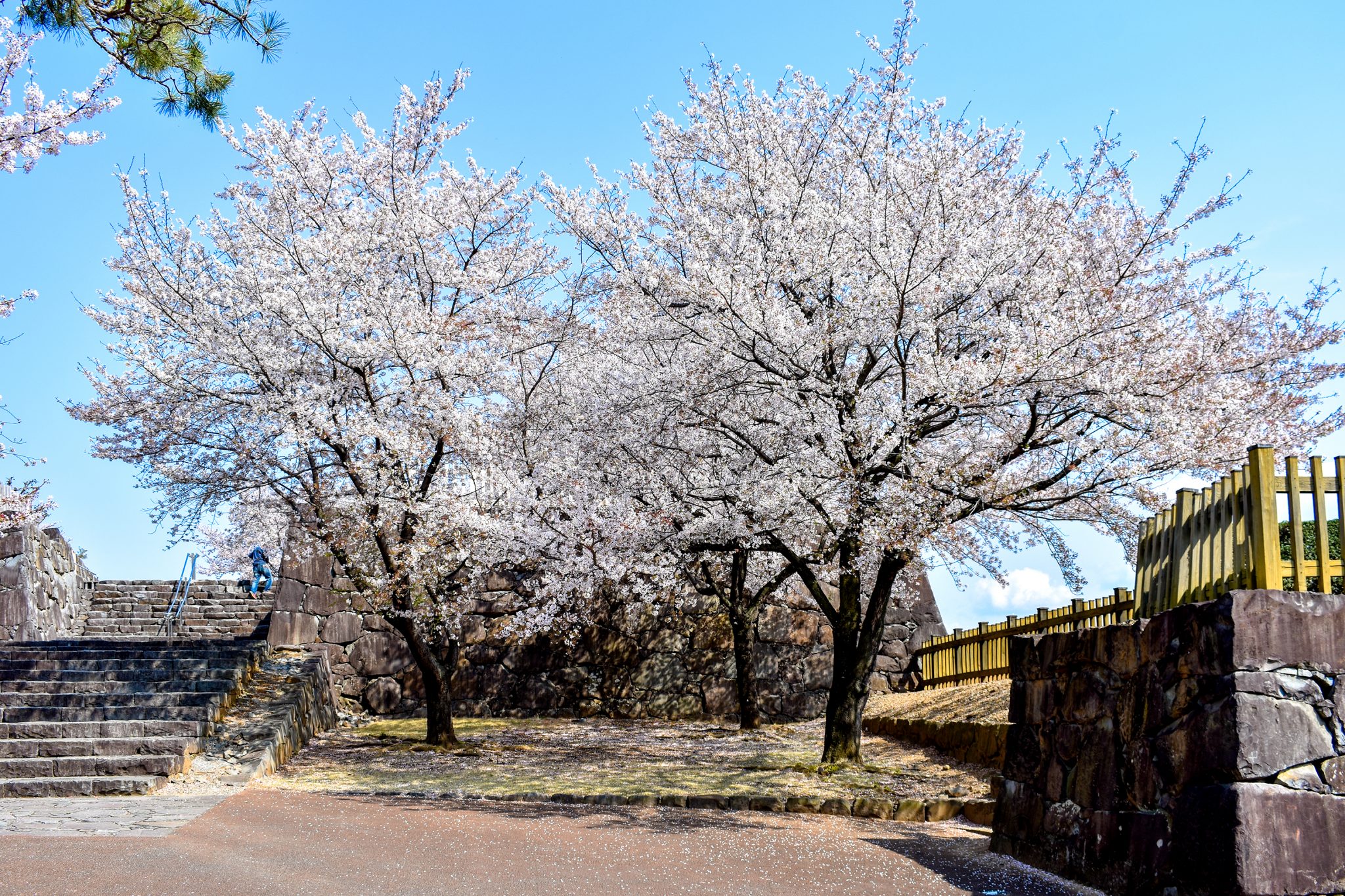 舞鶴城公園の桜 写真5