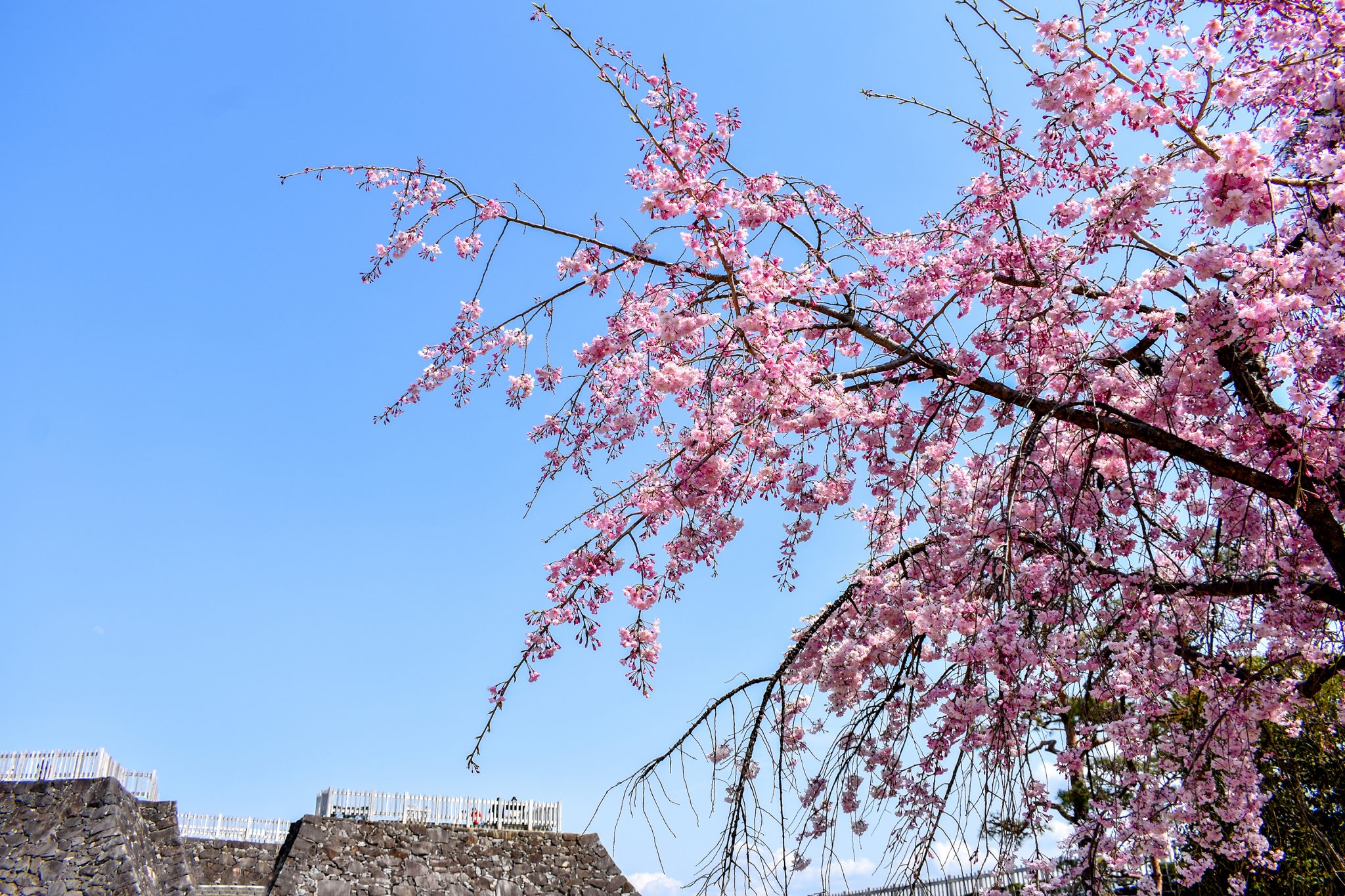 舞鶴城公園の桜 写真9