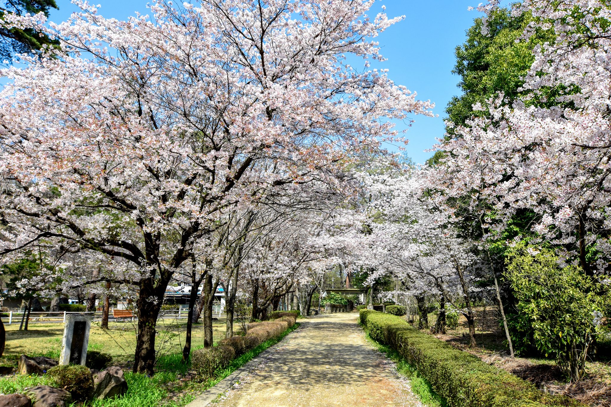 万力公園の桜 写真3