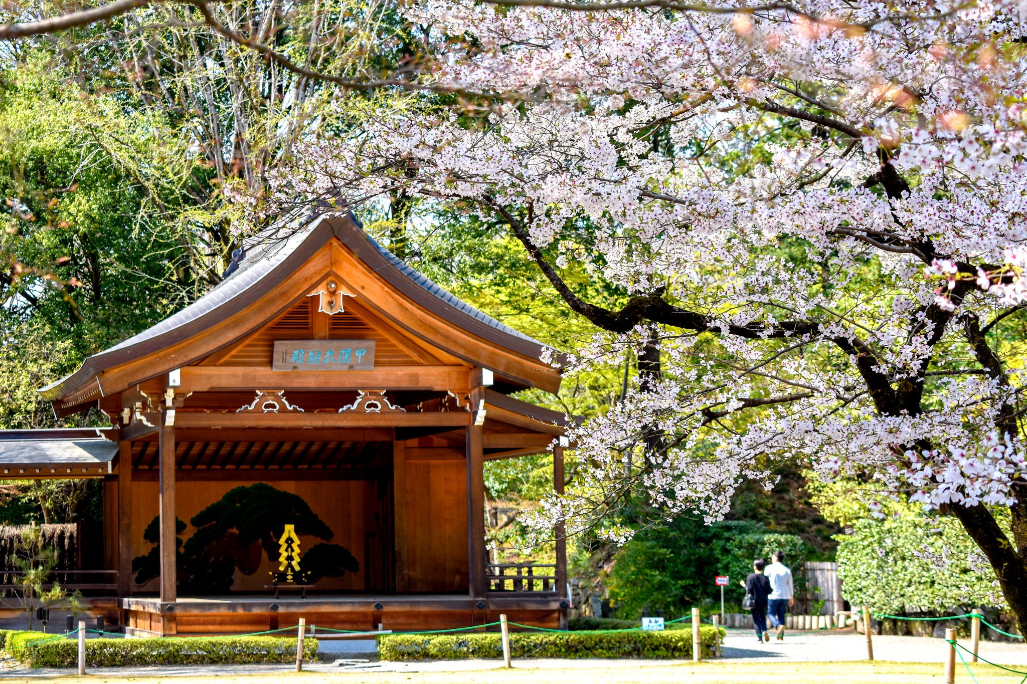 武田神社 武田通りの桜