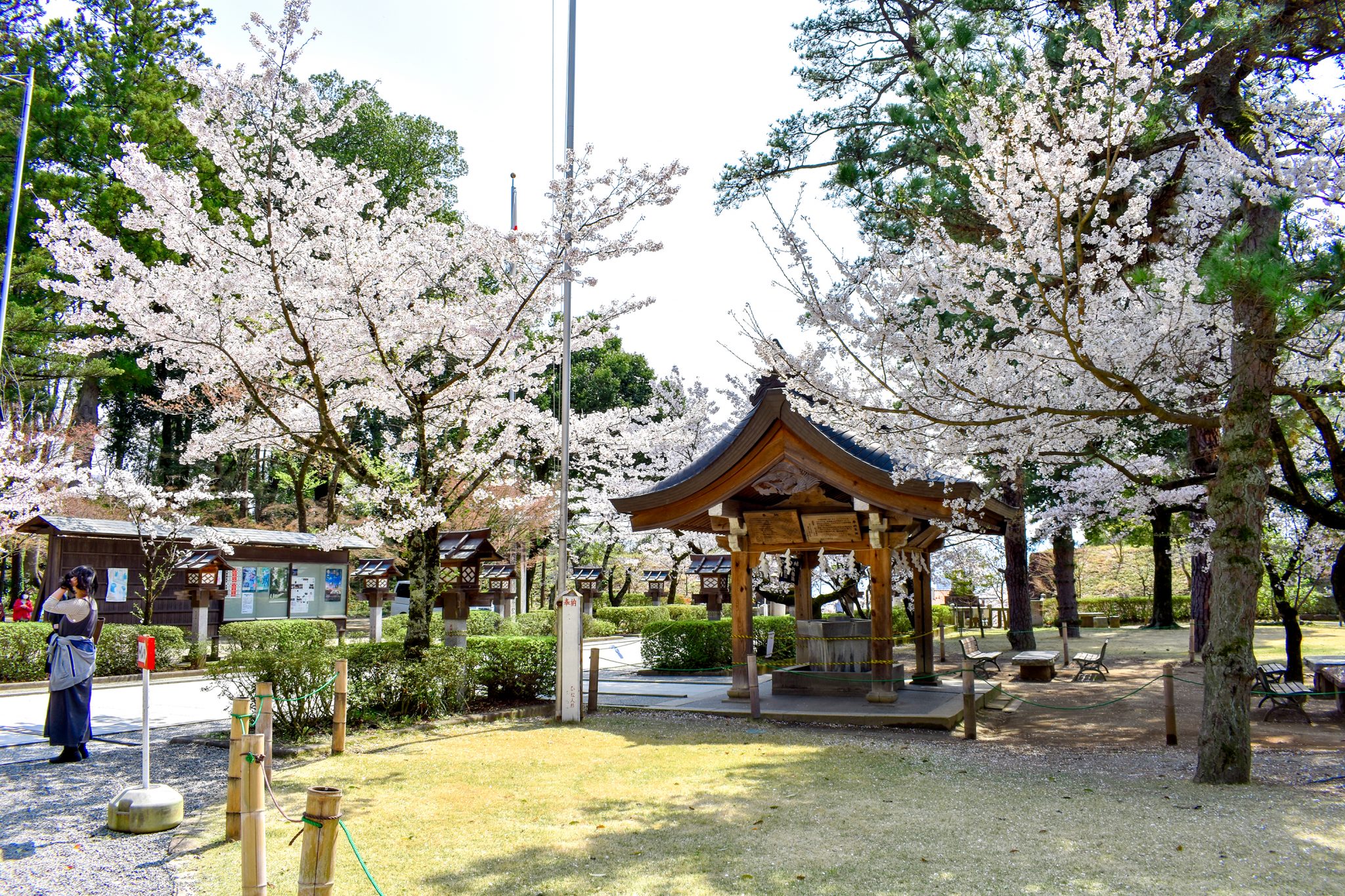 武田神社の桜 / 武田通りの桜 写真4