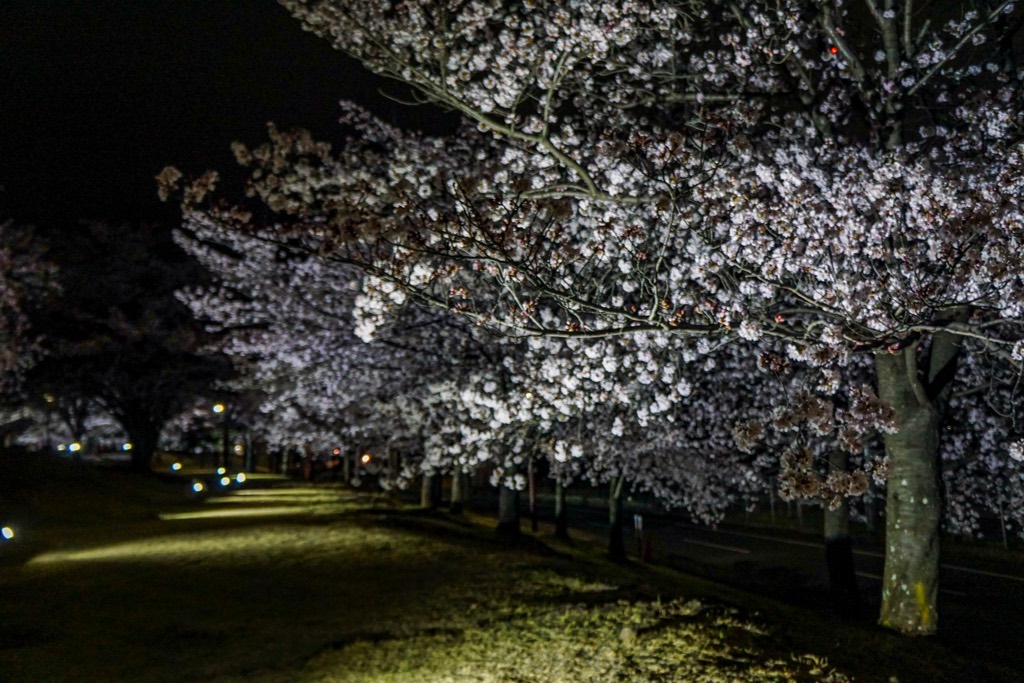 ドラゴンパークの夜桜 写真6