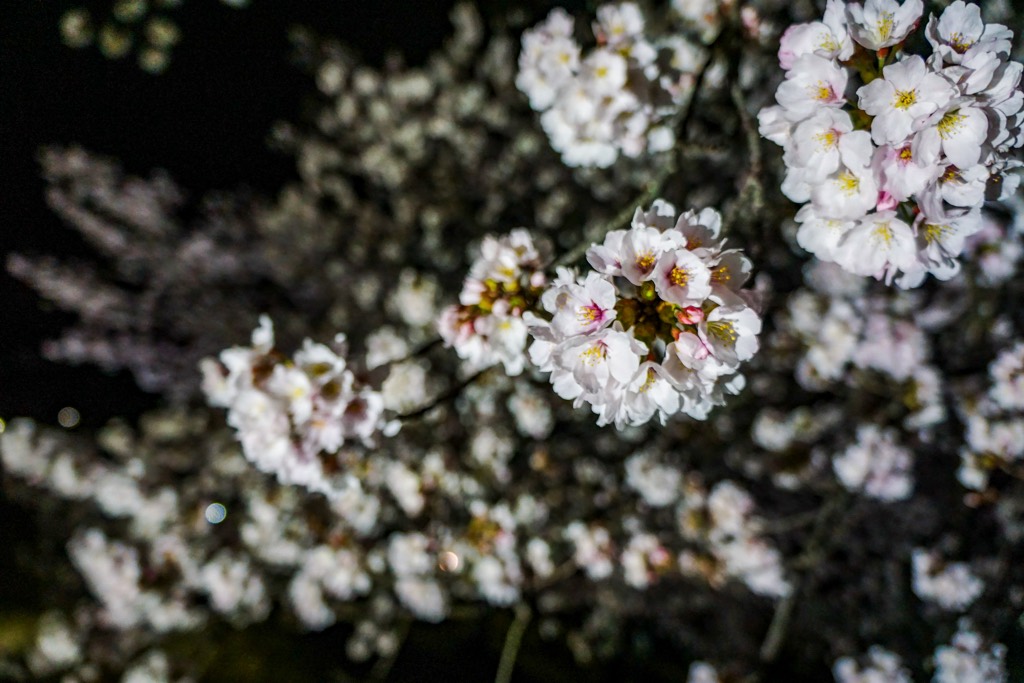 ドラゴンパークの夜桜 写真7