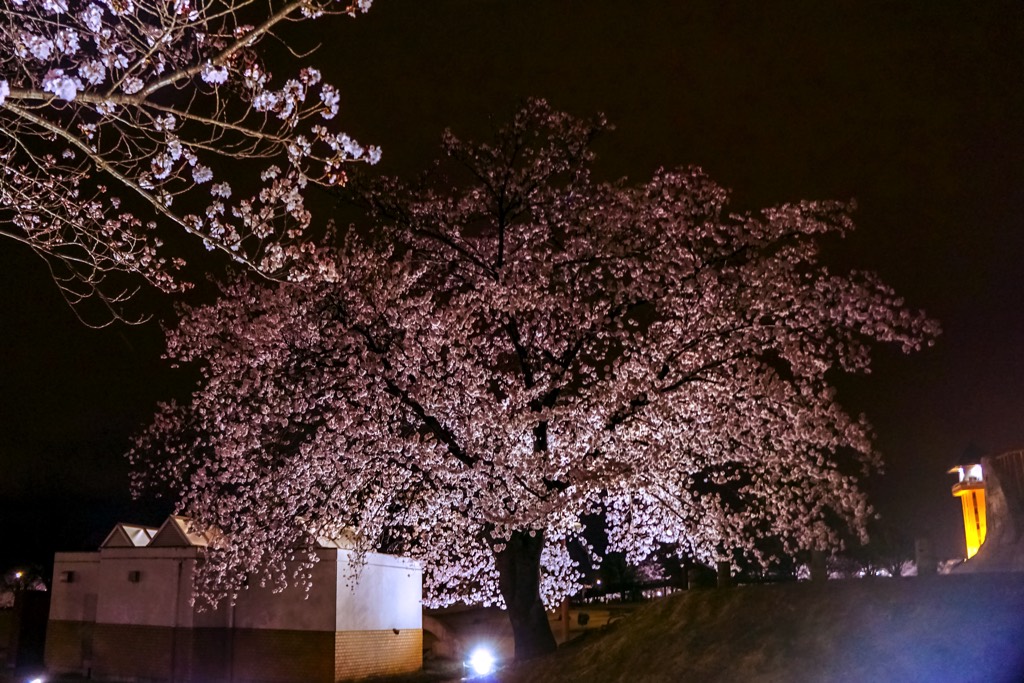 ドラゴンパークの夜桜 写真8