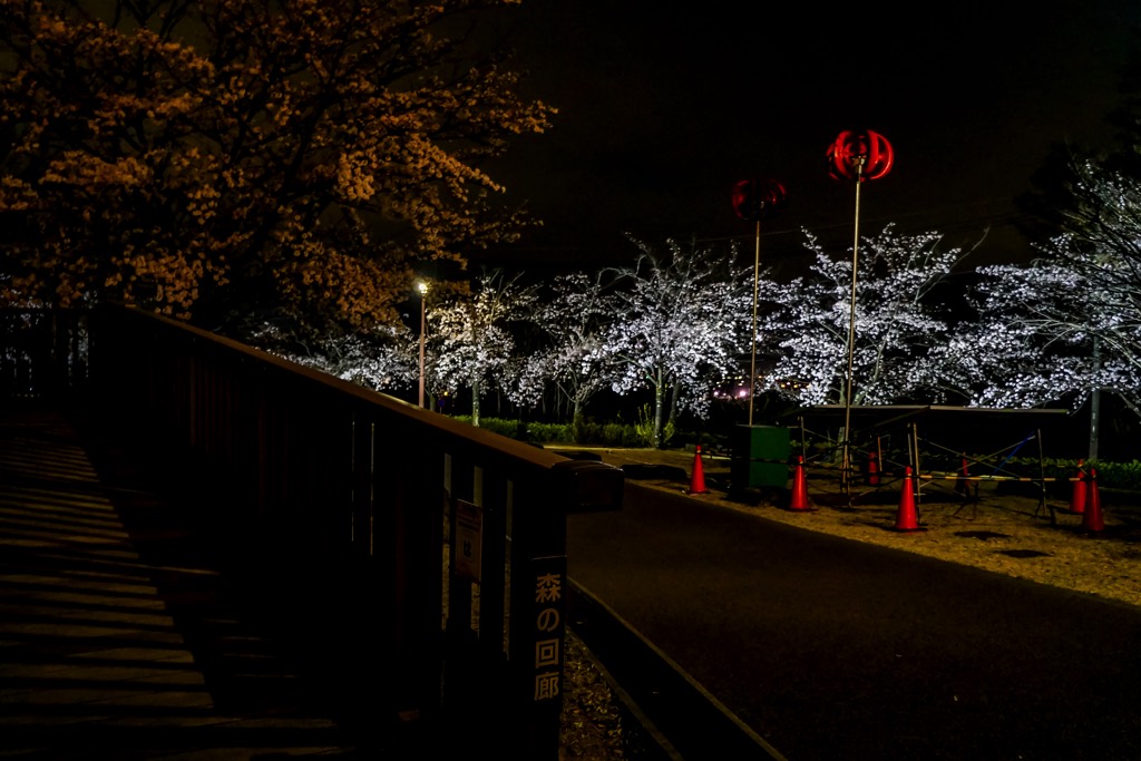 ドラゴンパークの夜桜 写真9