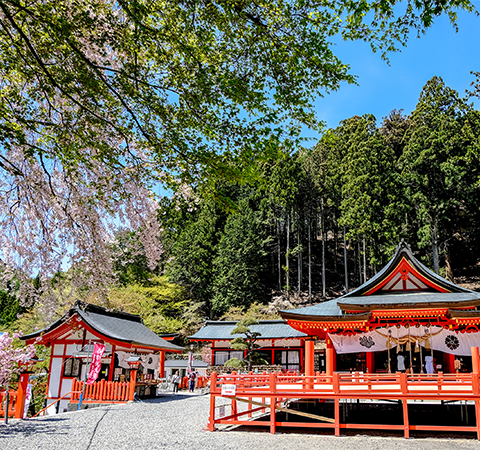 金櫻神社の桜