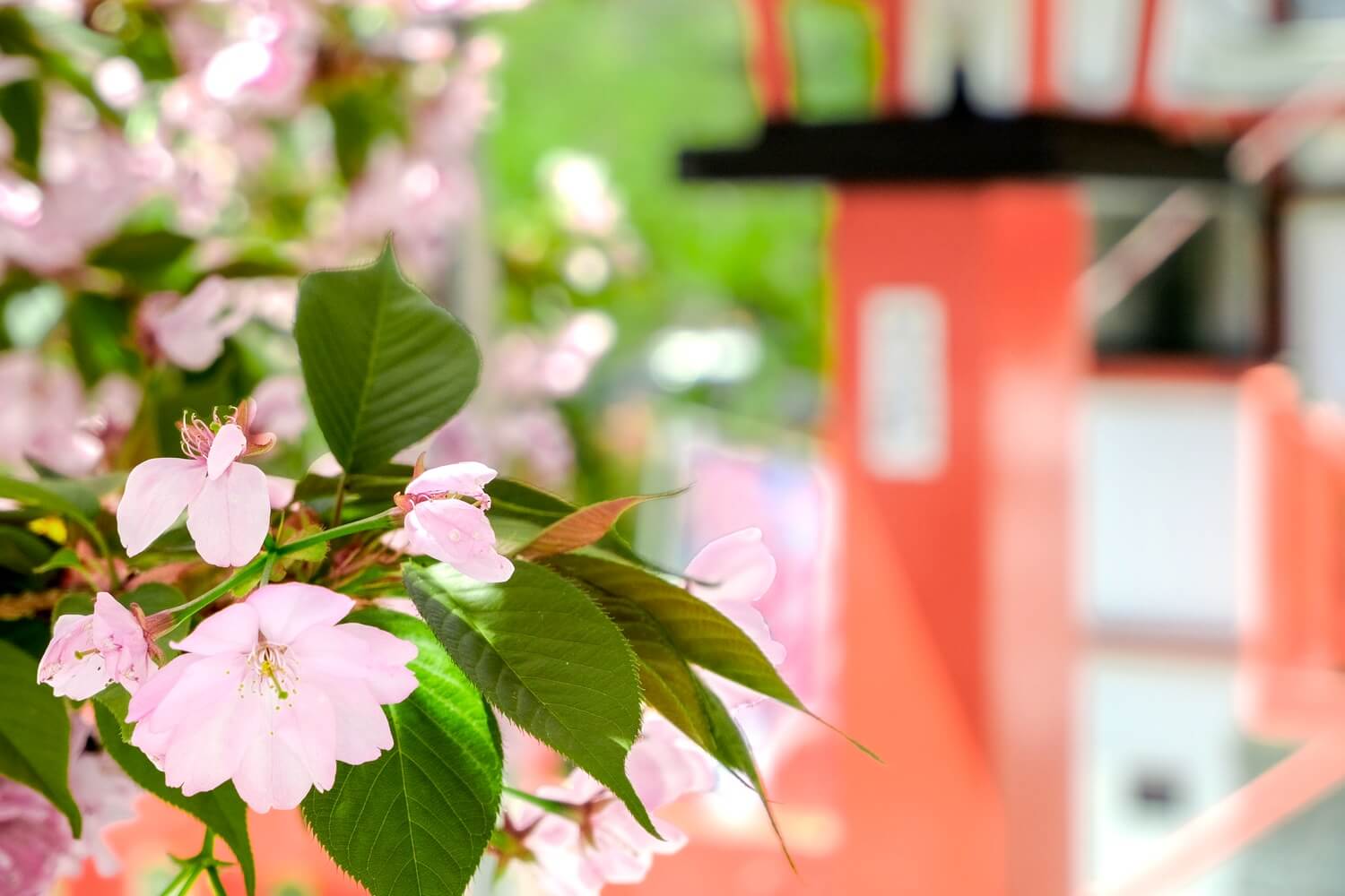 金櫻神社の桜 写真5
