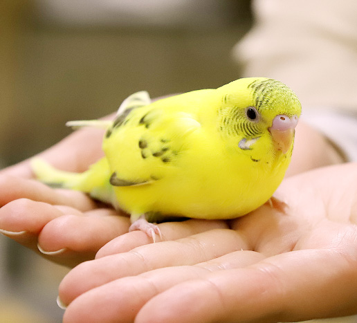 セキセイインコ（イエロー）の写真