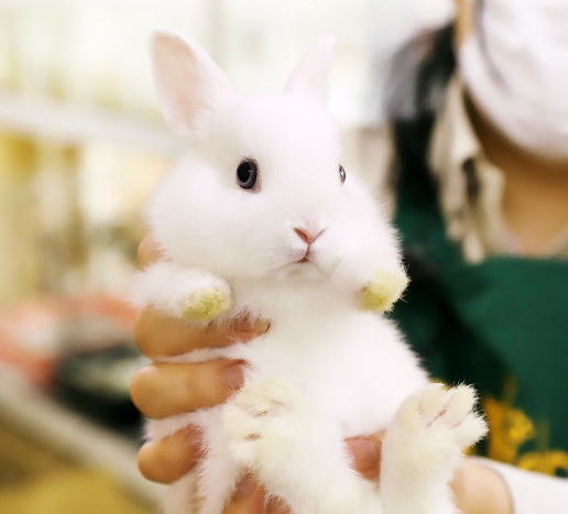 うさぎの飼育 飼い方 特徴 種類 初心者向け Porta