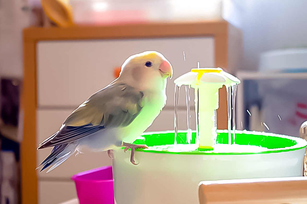 コザクラインコ