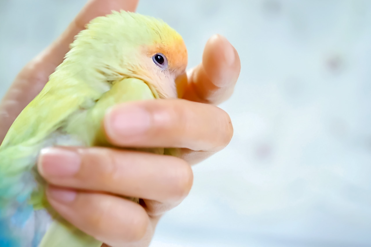 コザクラインコの飼育 飼い方 特徴 種類 初心者向け Porta