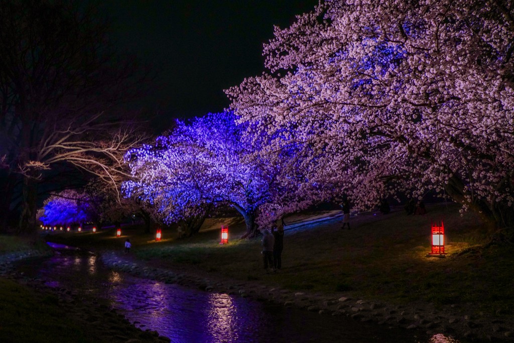 信玄堤公園の夜桜 写真8